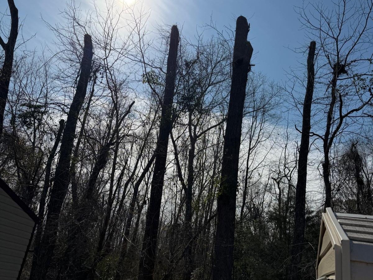 El Costeño Tree Service LLC